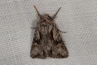 Chloantha hyperici