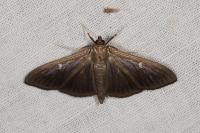 Cydalima perspectalis