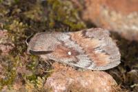 Dendrolimus pini pini