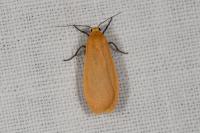 Wittia sororcula