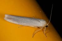 Eilema caniola