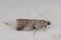 Acrobasis glaucella/fallouella