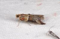 Acrobasis tumidana