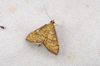 Anania verbascalis