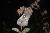 Dendrolimus pini pini