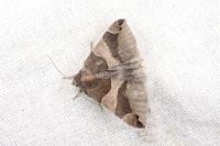 Dysgonia algira
