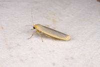 Eilema caniola