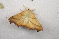 Ennomos fuscantaria
