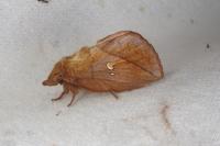 Euthrix potatoria