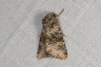 Hecatera dysodea