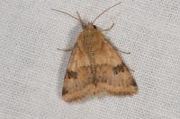 Heliothis viriplaca