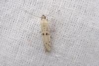 Homoeosoma inustellum