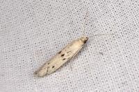 Homoeosoma inustellum