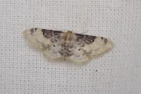 Idaea filicata