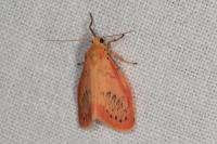 Miltochrista miniata