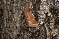 Lasiocampa trifolii trifolii