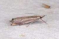 Metacrambus carectellus