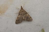 Metasia cuencalis bourgognei