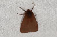 Phragmatobia fuliginosa