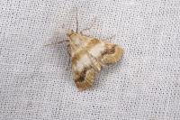 Metasia suppandalis