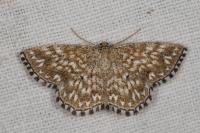 Scopula tessellaria