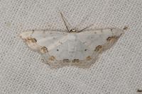 Scopula ornata