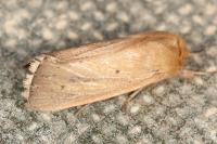 Sesamia nonagrioides