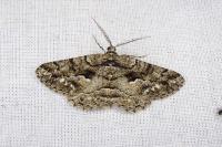 Peribatodes ilicaria ilicaria