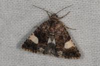 Tyta luctuosa
