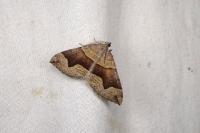 Scotopteryx angularia