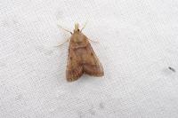 Stemmatophora brunnealis