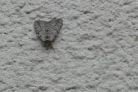 Catocala electa