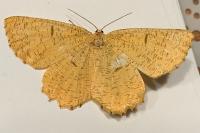 Angerona prunaria