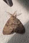 Lymantria dispar
