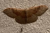 Idaea degeneraria