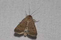 Caradrina clavipalpis