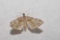 Gymnoscelis rufifasciata