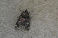 Aglossa caprealis