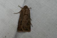 Agrotis bigramma
