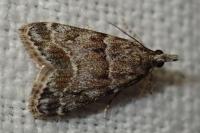 Eudonia mercurella