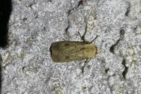 Agrotis exclamationis exclamationis