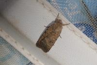 Caradrina clavipalpis