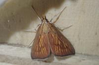 Nascia cilialis