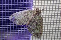 Hydriomena furcata