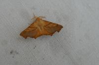 Ennomos fuscantaria
