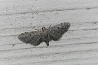 Eupithecia ultimaria