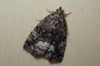 Deltote pygarga
