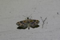 Eupithecia linariata