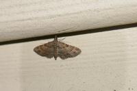 Gymnoscelis rufifasciata
