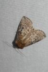 Tethea ocularis